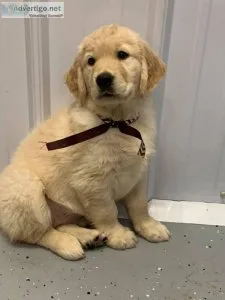 Male and Female Golden Retriever Puppies Available