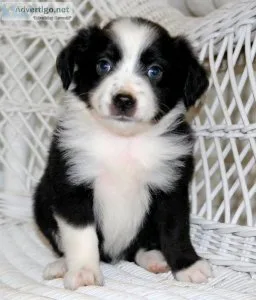 Australian Shepherd Puppies Ready For Good Homes