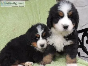 Bernese Mountain Dog Puppies