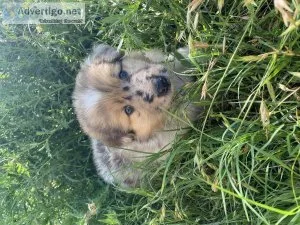 Rough collie (lassie)