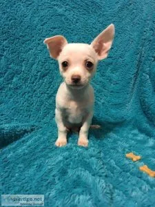 Sweet Chihuahua Puppies For Rehoming