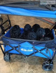 Standard Poodle puppies for sale