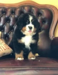 Show quality Bernese Mountain Dog Puppies. Text 415-723-0947