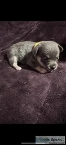 AKC Bluie corgi
