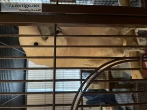 Cockatoo