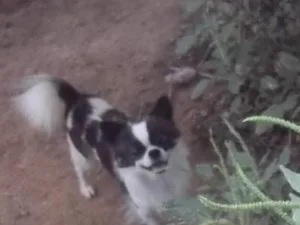 Chihuahua Adult Male Long Coat AKC