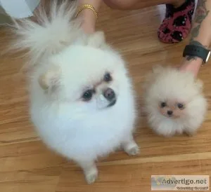 Pomeranian Super Tiny Male