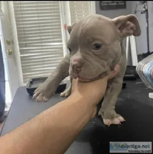 Delightful pitbull puppies