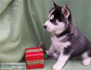 2 female siberian husky pups