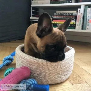 AKC male French bulldog frenchie