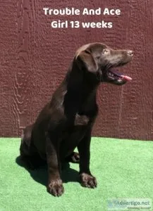 AKC Chocolate Female Lab Pup