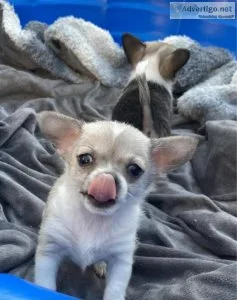 9 week old Chihuahua Puppies for sale