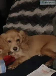 11Month Old Male Cockerspaniel For Sale