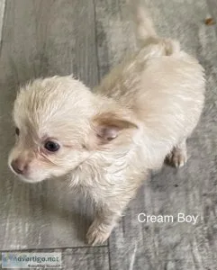 Chorkie Puppies PRICE REDUCTION