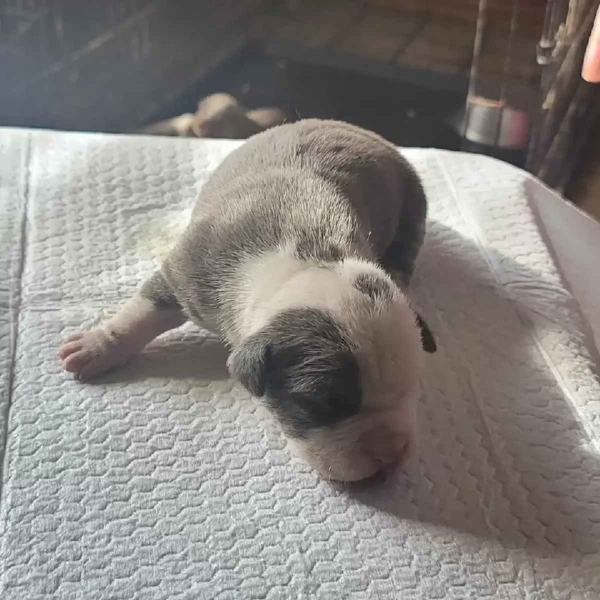 Bully pitbull mixed