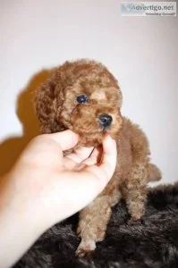 Toy Poodle Puppies For Adoption