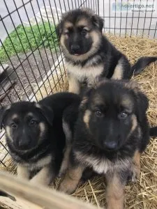 For Sale Full Blooded German Shepherd Puppies