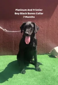 AKC Male Black Lab Pup