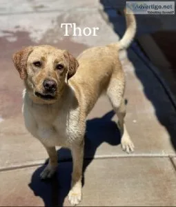 AKC American Labrador Stud Service
