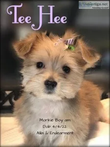Quality Morkies for Sale