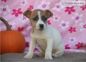 Beautiful Jack Russell Terrier Puppies