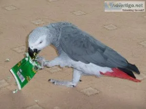 African grey parrots up for adoption