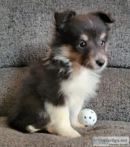 Beautiful AKC Shetland Sheepdog for Sale