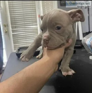 Pitbull puppies ready adoption