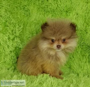 Cute Pomeranian Puppies Available