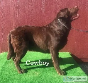 AKC English Labrador Stud Service