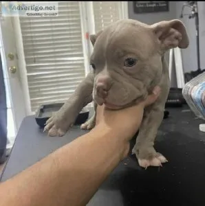 Pitbull puppies adoption