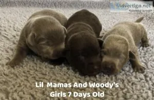 AKC Silver And Chocolate Lab Pups
