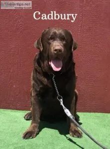 AKC English Labrador Stud Service