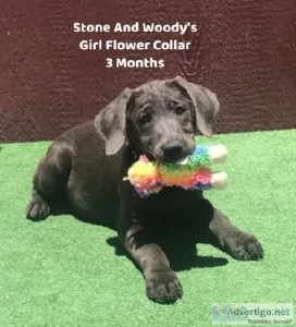 AKC Charcoal And Black Lab Puppies