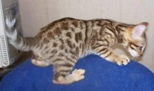 Beautiful Bengal kittens ready now