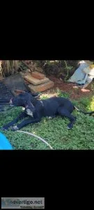 Great Dane