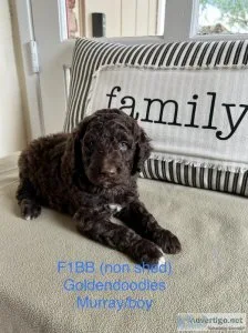 F1bb GoldendoodlesAussie Goldendoodles