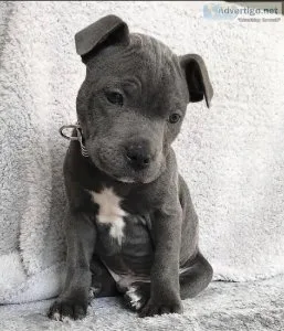 Pitbull puppies ready now for adoption