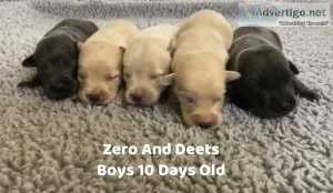 AKC Champagne Yellow And Charcoal Lab Puppies