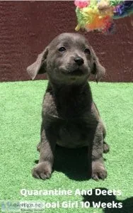 AKC Charcoal And Black Lab Puppies