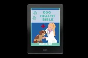 Purebred Samoyed Puppies for Adoption