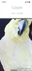 Cockatoo