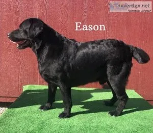 AKC English Labrador Stud Service