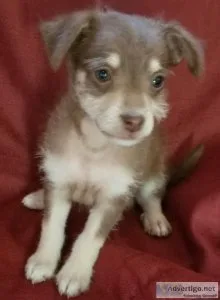 Chi-Poo puppies 8 weeks old