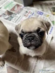 CKC male pug