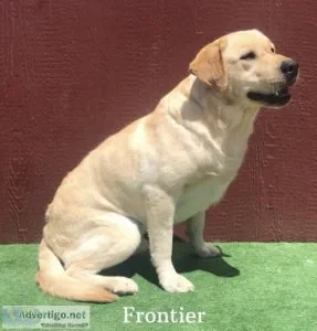 AKC English Labrador Stud Service