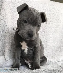 Pitbull puppies for adoption