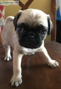 Pug puppies