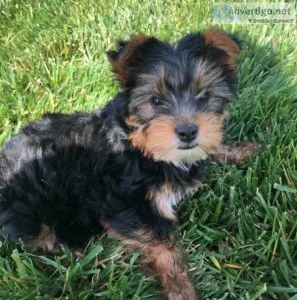 2 female yorkshire terrier pups