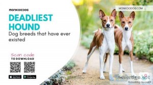 10 Deadliest Hound Dog Breeds That Have Ever Existed
